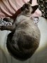 Mitsu